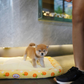 Butter - Mame Shiba (Red)