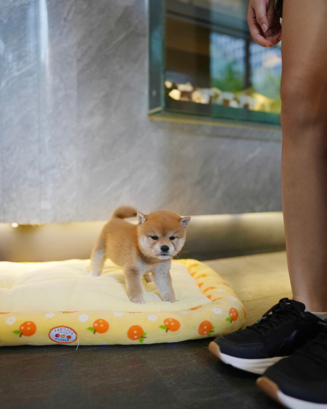 Butter - Mame Shiba (Red)