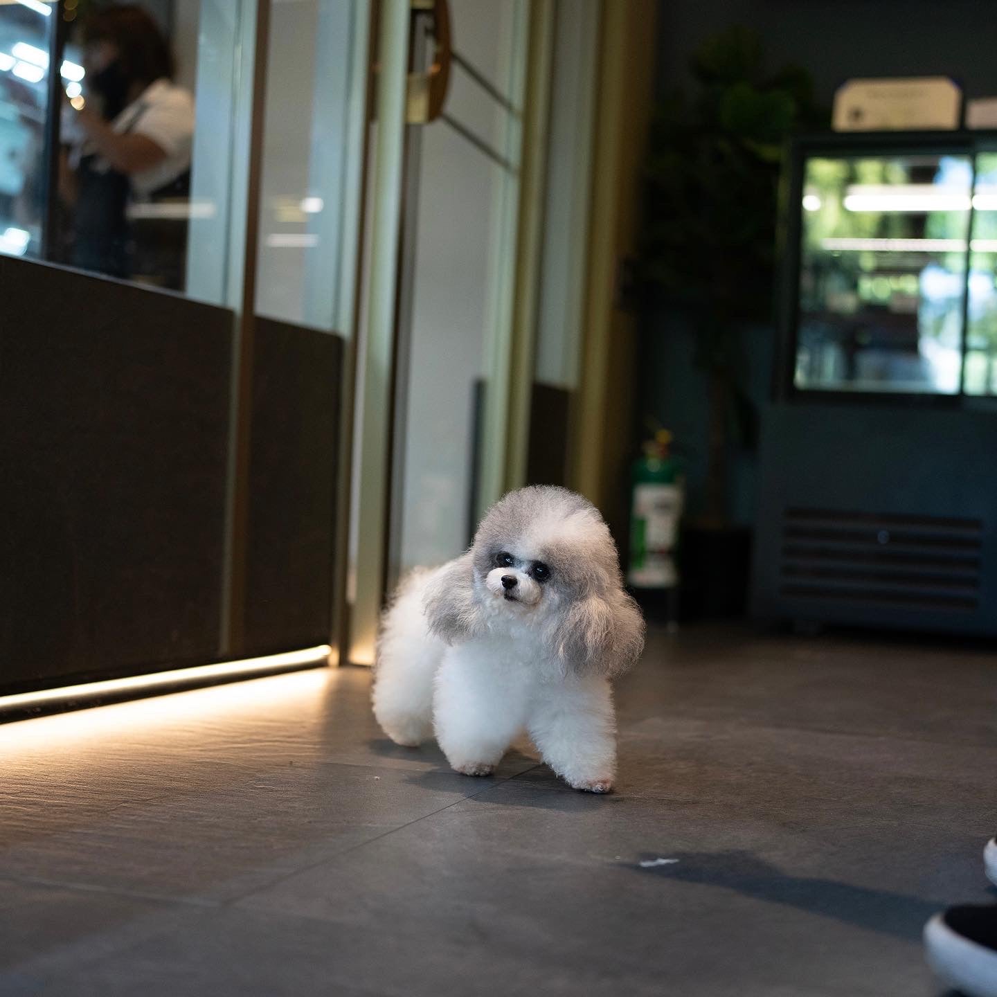 Full grown Micro Poodle Shawn Silver White Pretty Bubble