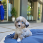 Dindy - Aussiedoodle (Blue Merle)