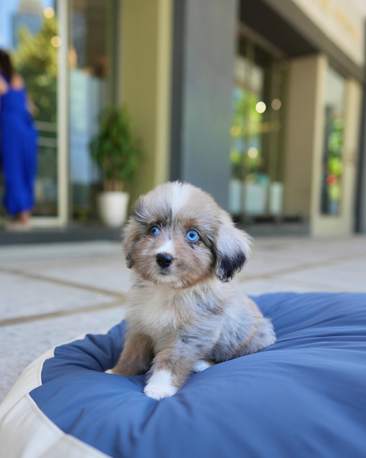 Dindy - Aussiedoodle (Blue Merle)
