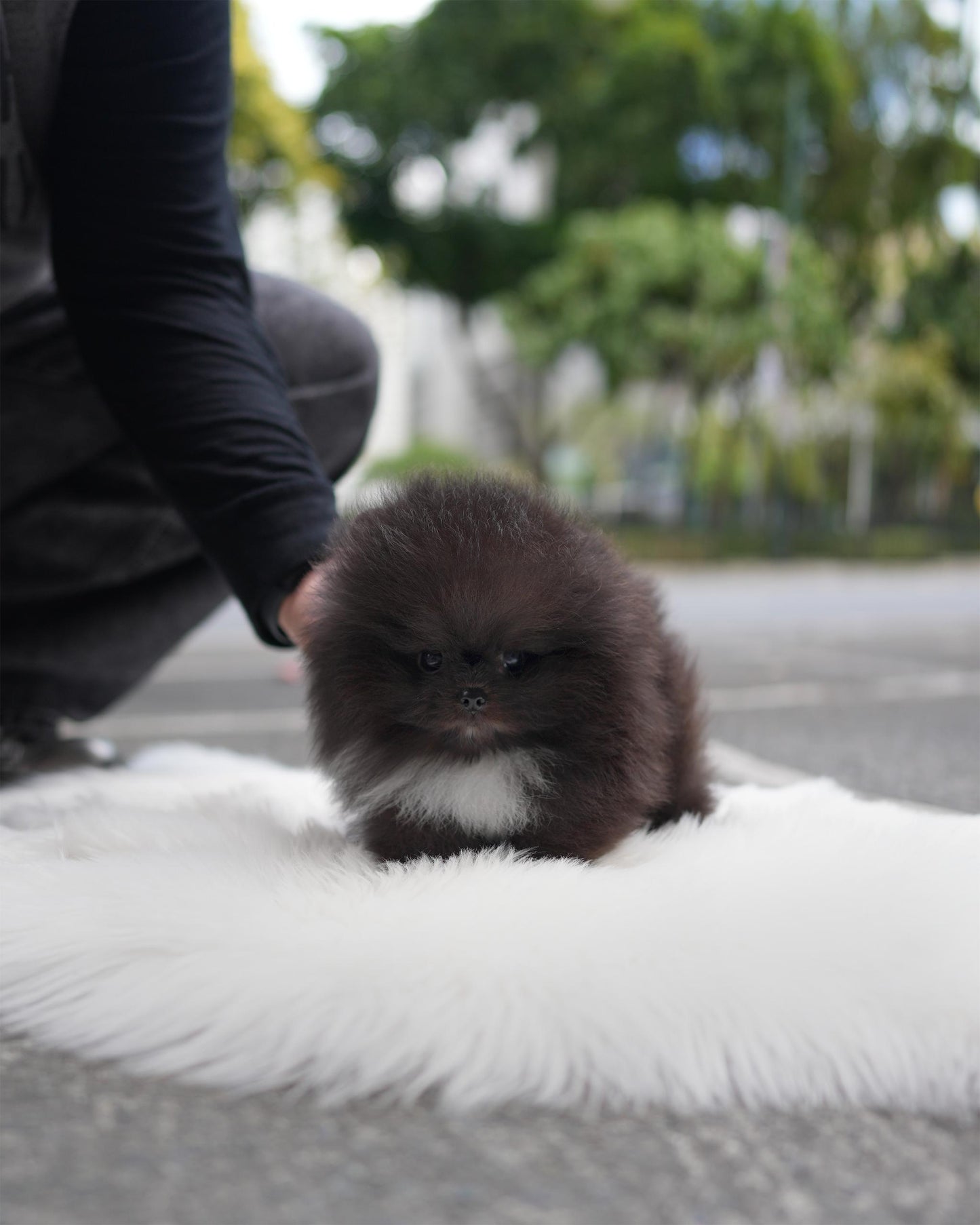 Rigby - Pomeranian (Black)