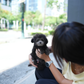 Lei - Tiny Poodle (Silver)