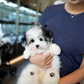 Jasper - Coton de Tulear (Parti)