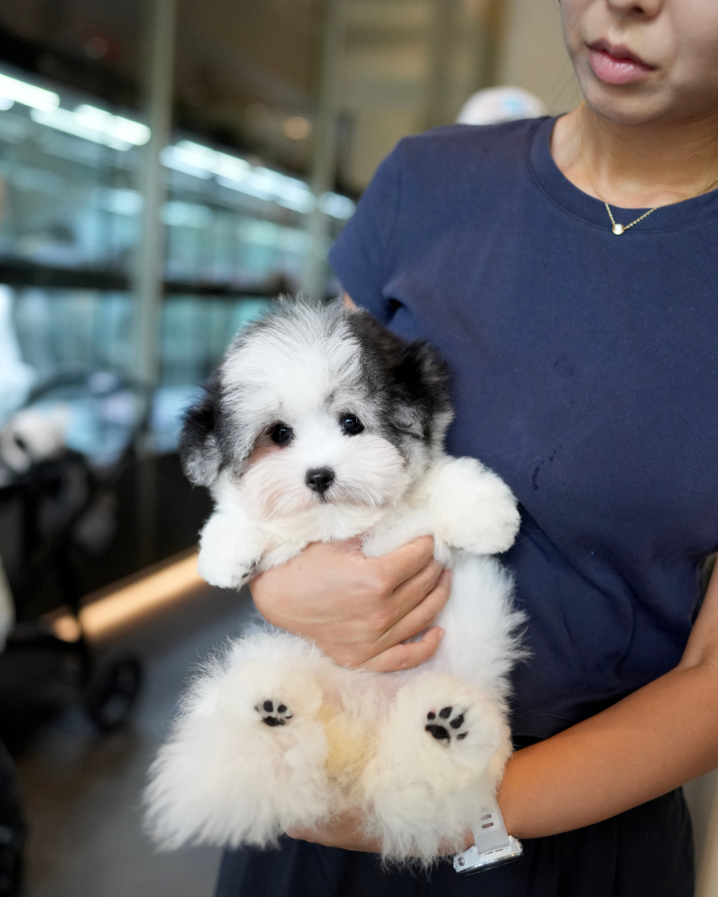 Jasper - Coton de Tulear (Parti)