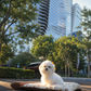 Sadie - Coton x Bichon Hybrid (White)