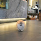 Shiloh - Pomeranian (Orange)