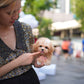 Pumpkin - Maltipoo (Brown & White)