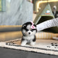 Aura - Mini Pomsky (Black & White)