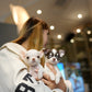 Roxie - Teacup Chihuahua (Parti)