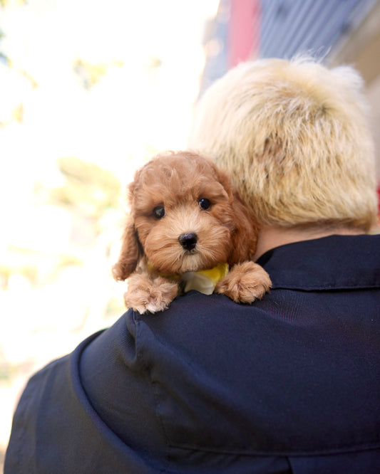 Sheena - Mini Golden Doodle (Brown)