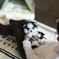 Aura - Mini Pomsky (Black & White)