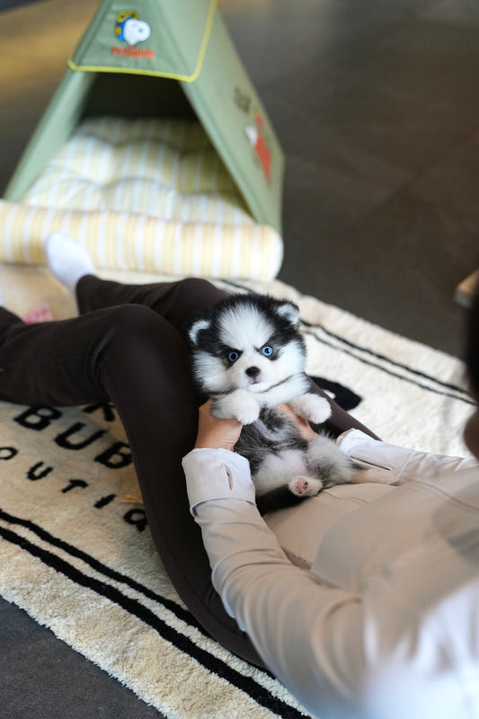 Aura - Mini Pomsky (Black & White)