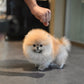 Shiloh - Pomeranian (Orange)