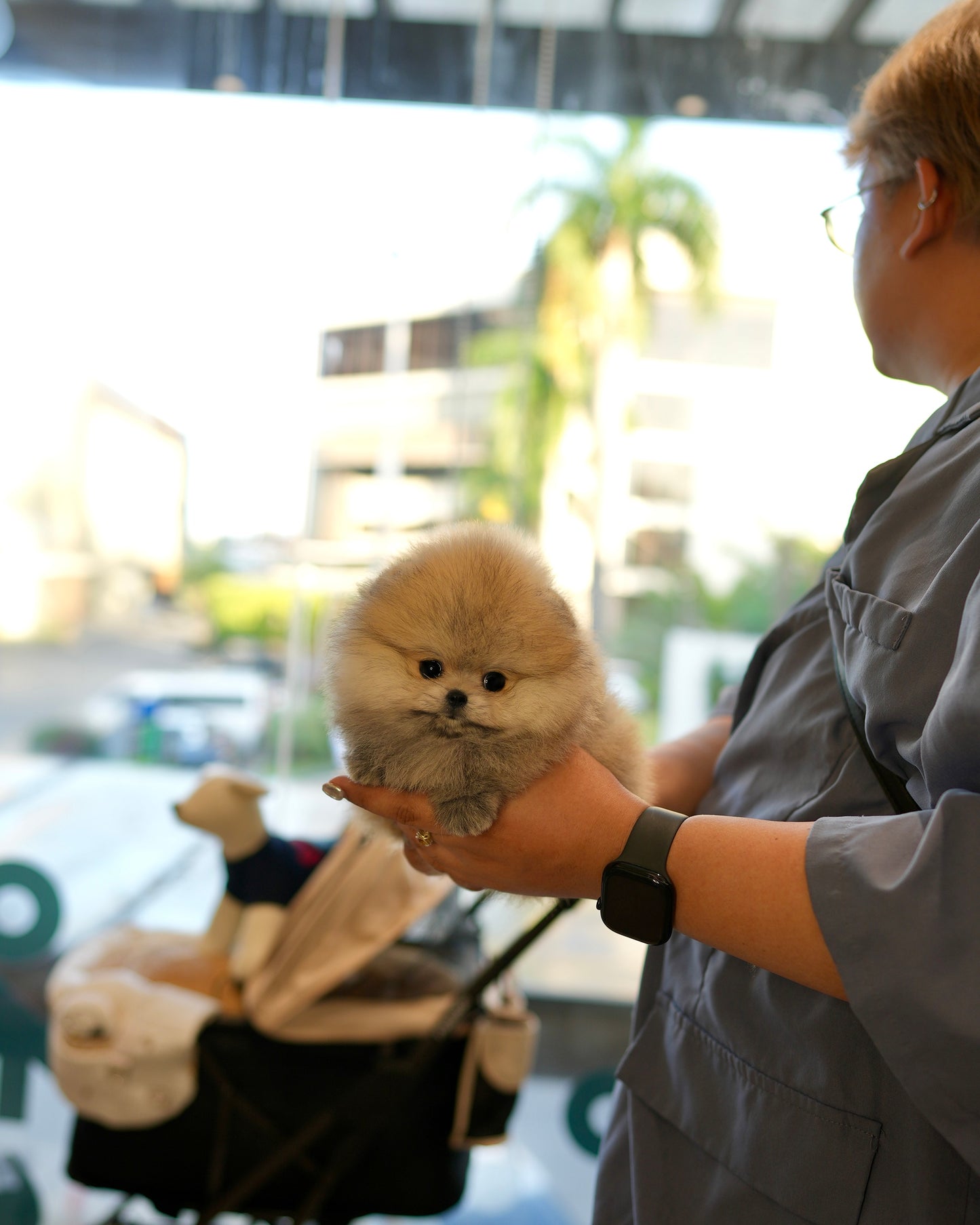 Biscuit - Pomeranian (Orange Sable: Cebu Branch)