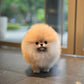 Shiloh - Pomeranian (Orange)