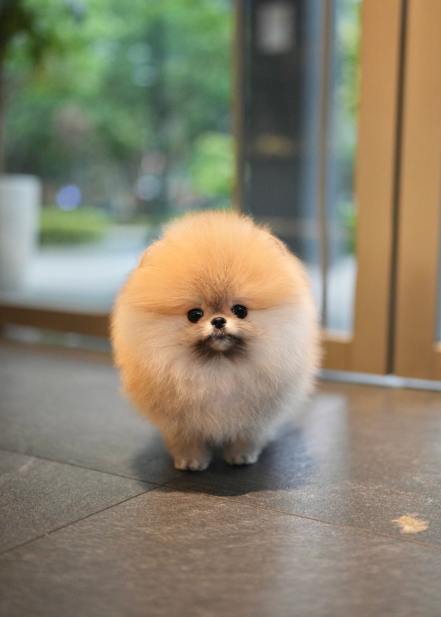 Shiloh - Pomeranian (Orange)