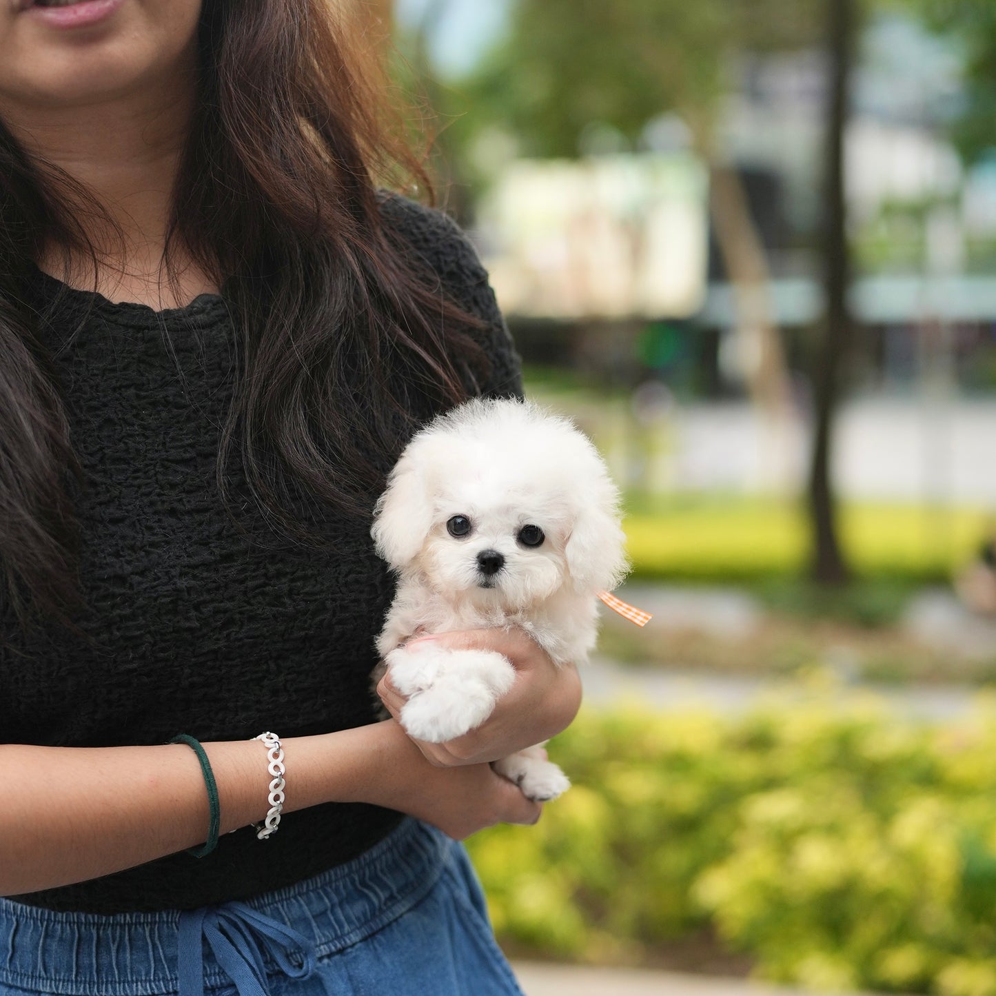 Pearl - Mini Bichon (White)