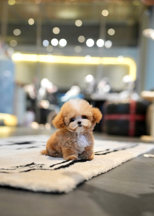 Biscoff - Maltipoo (Brown & White)