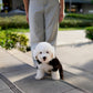 Jaira - Old English Sheepdog (Black & White)