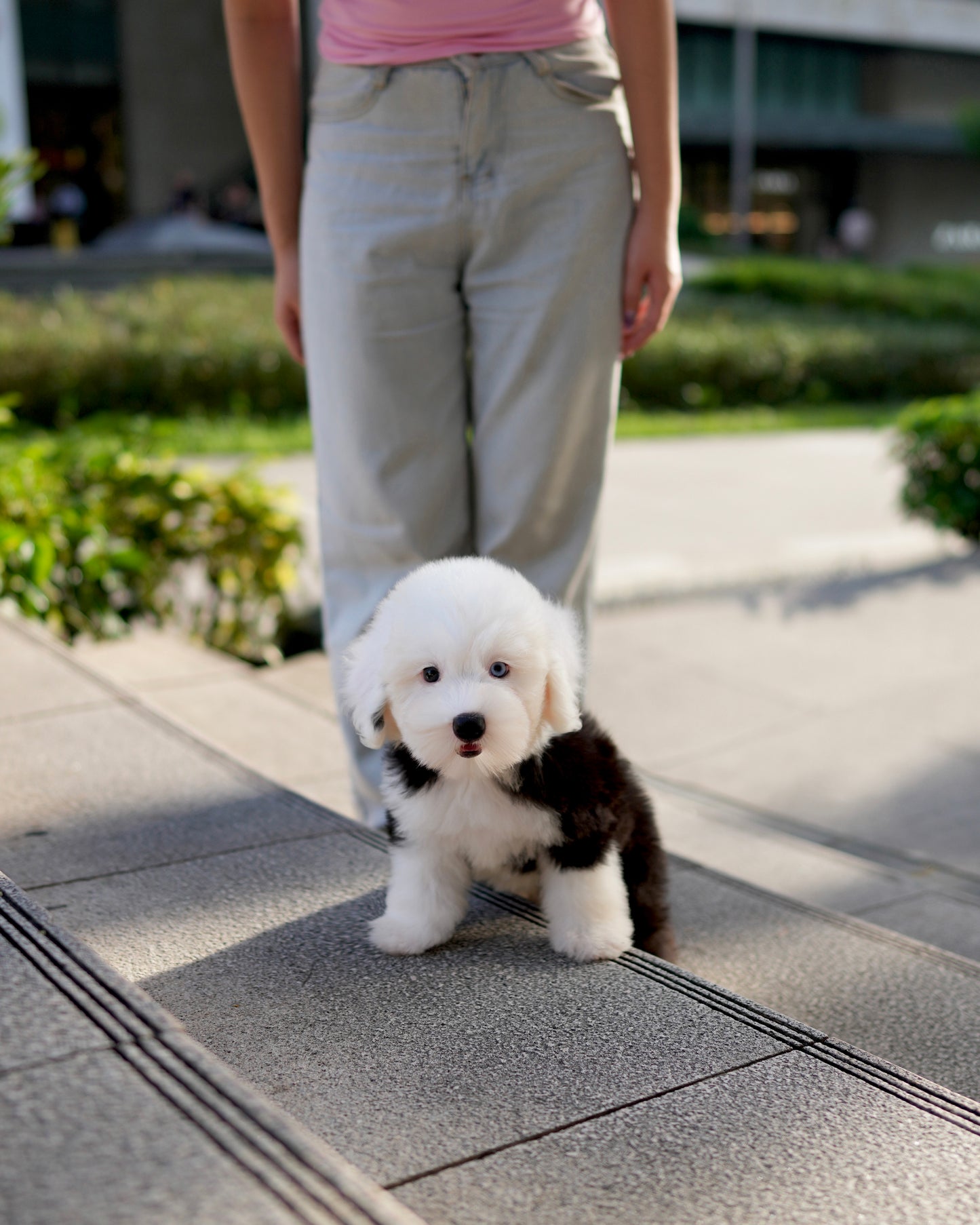 Jaira - Old English Sheepdog (Black & White)