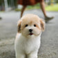Coren - Coton de Tulear (Parti)
