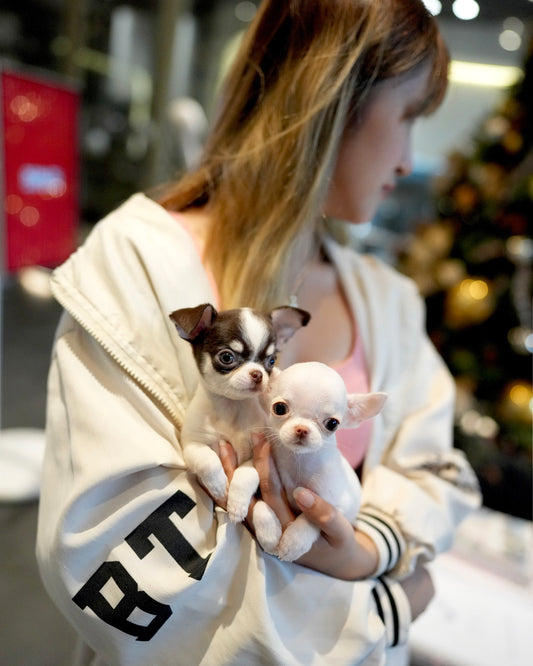 Roxie - Teacup Chihuahua (Parti)