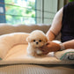 Axel - Micro Poodle (Brown & White)