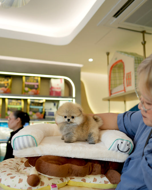 Biscuit - Pomeranian (Orange Sable: Cebu Branch)