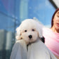 Jaira - Old English Sheepdog (Black & White)