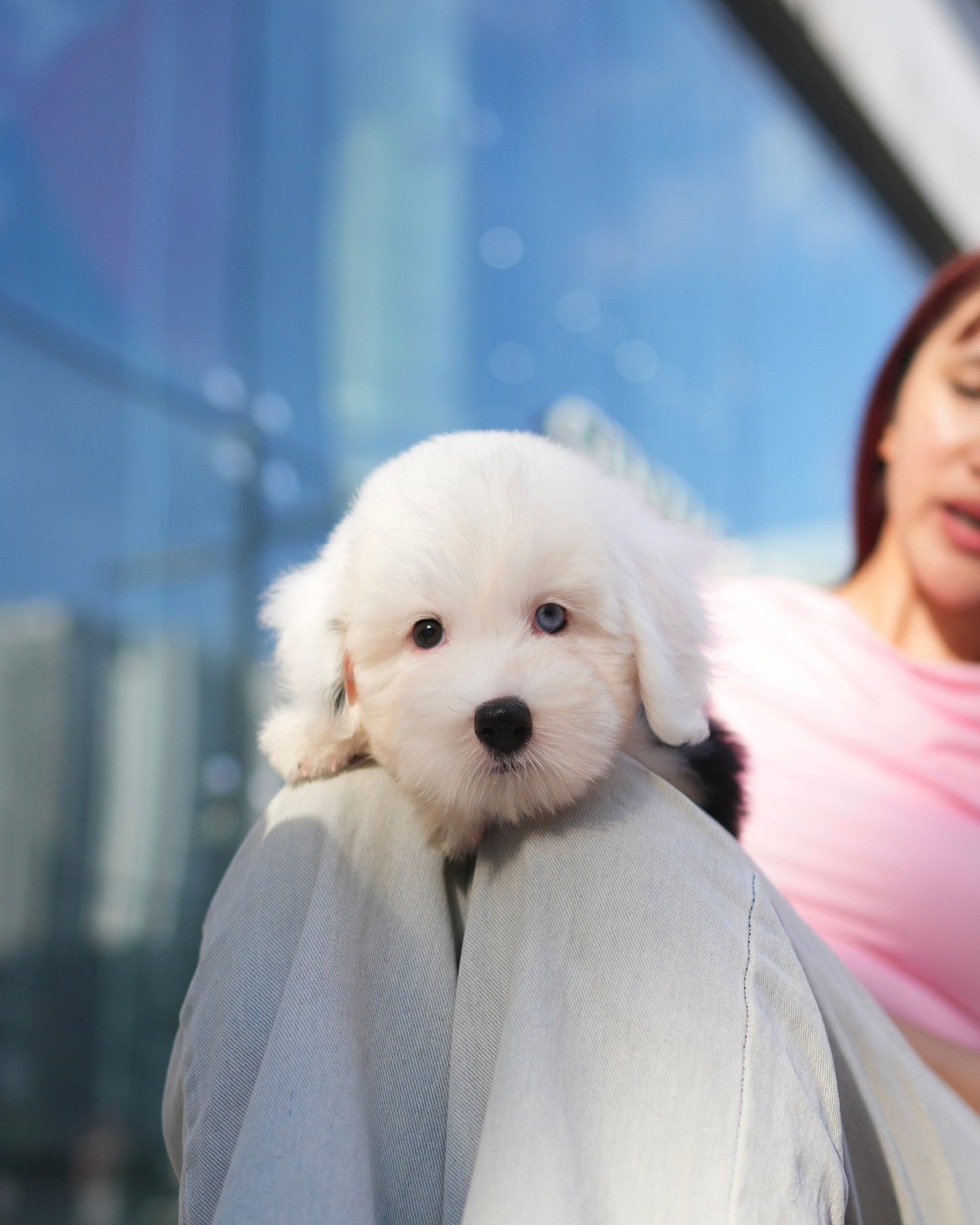 Jaira - Old English Sheepdog (Black & White)