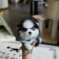 Aura - Mini Pomsky (Black & White)