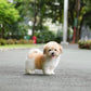 Coren - Coton de Tulear (Parti)