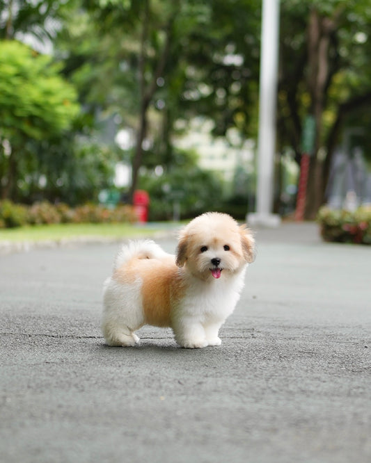 Coren - Coton de Tulear (Parti)