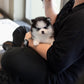 Nori - Mini Pomsky (Black & White)