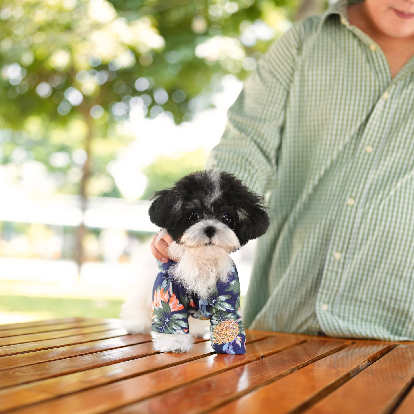 Cookie - Tiny Poodle ( Silver and White)