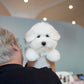 Zoren - Coton de Tulear (White)