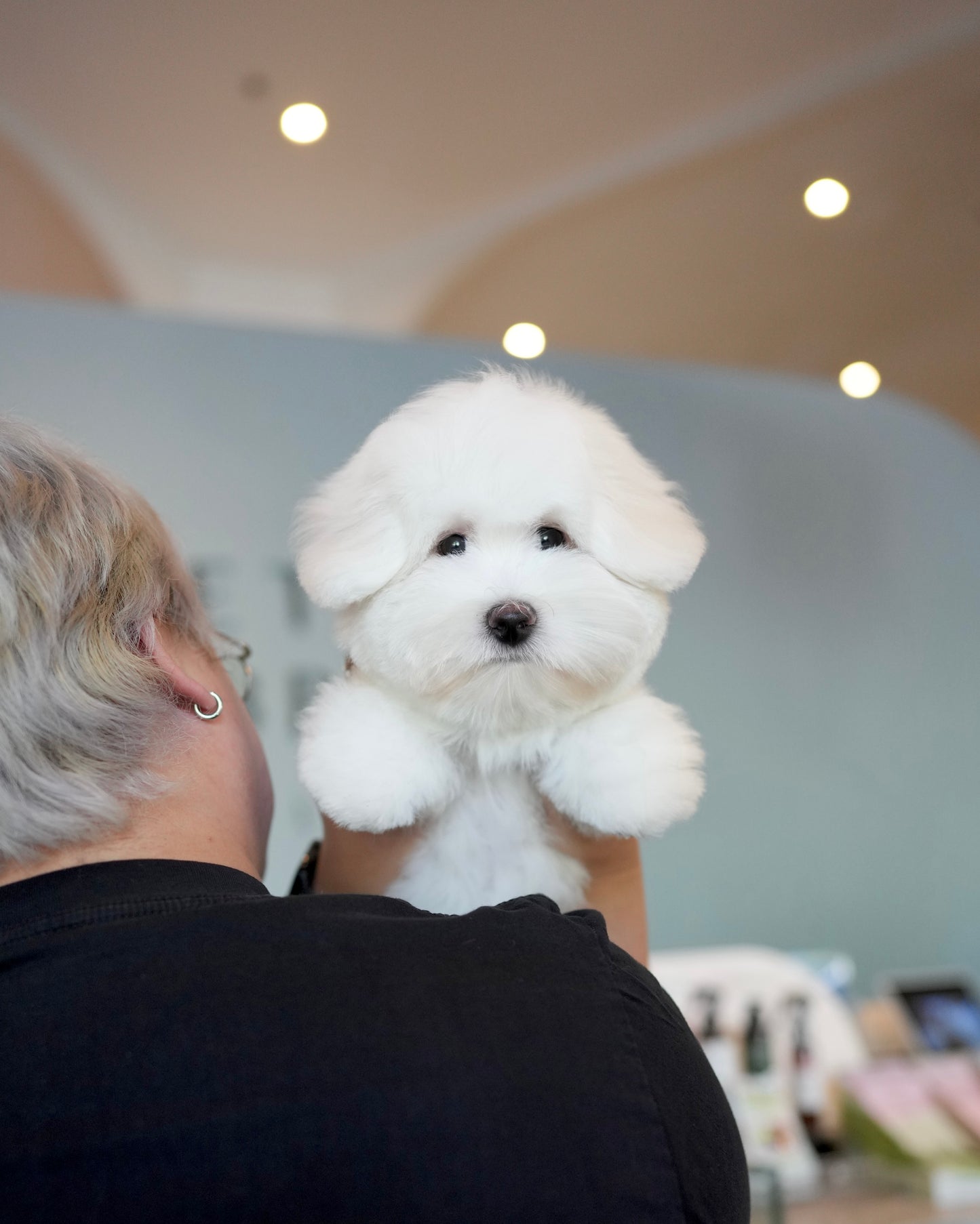Zoren - Coton de Tulear (White)