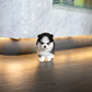 Nori - Mini Pomsky (Black & White)