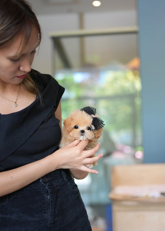 Boo - Maltipoo (Brown)