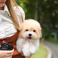 Coren - Coton de Tulear (Parti)