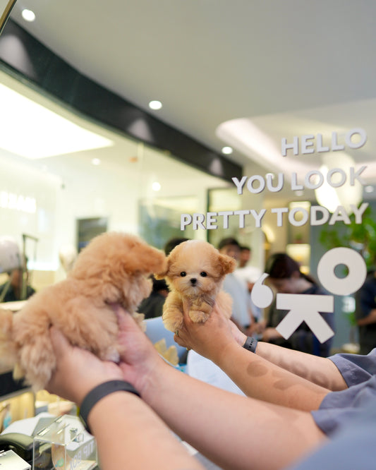 Lily - Maltipoo (Brown & White : Cebu Branch)