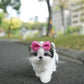 Riley - Mini Shih Tzu (Brown & White)
