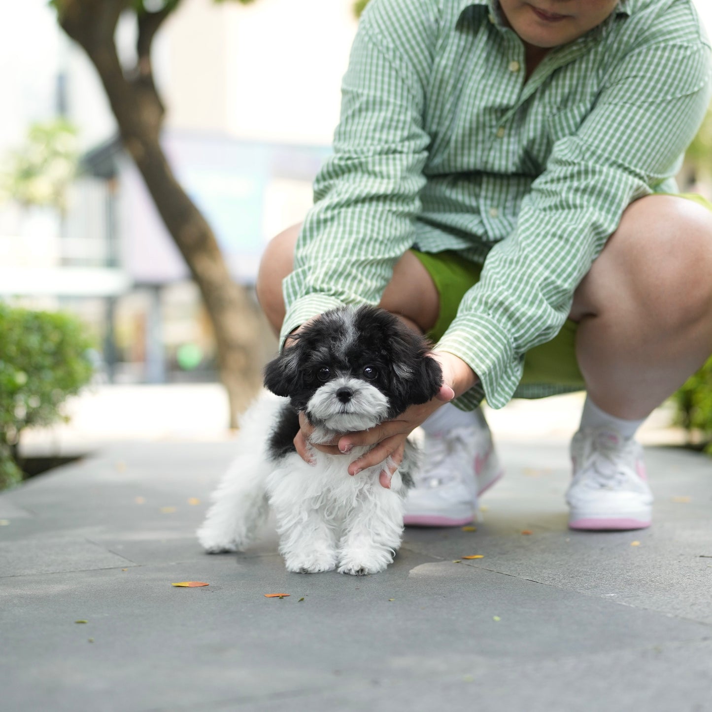 Cookie - Tiny Poodle ( Silver and White)