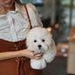 Carlo - Coton de Tulear (White)