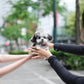 Cyrus - Maltipoo (Blue Merle)