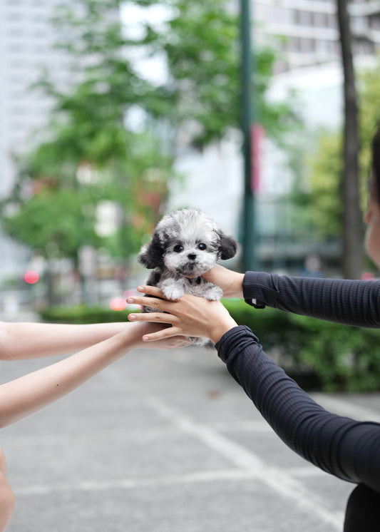 Cyrus - Maltipoo (Blue Merle)