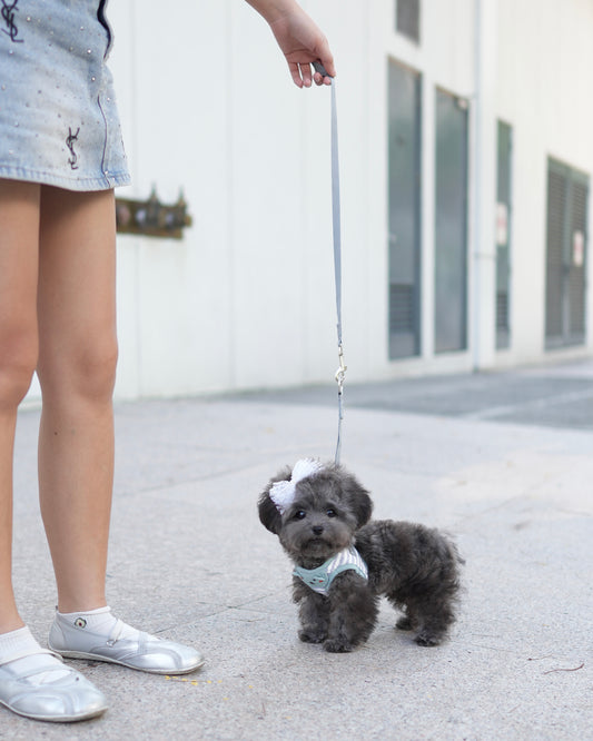 Luna - Tiny Poodle (Silver)