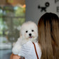 Carlo - Coton de Tulear (White)