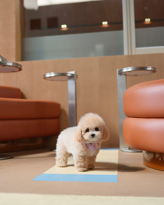 Dolly - Mini Golden Doodle (Cream)